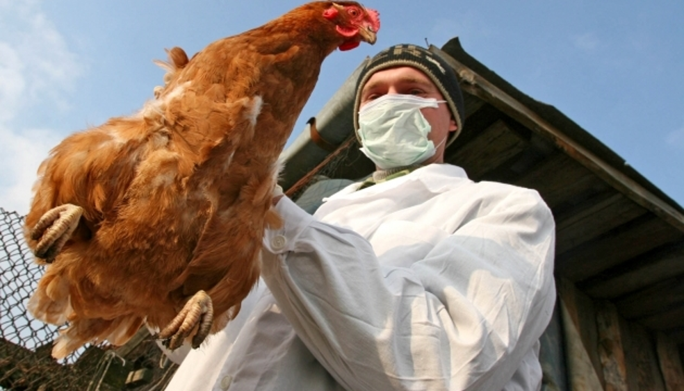 Звідки взявся пташиний грип в Україні