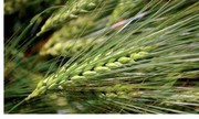 Експорт пшениці та ячменю вже перевищив показник усього минулого сезону
