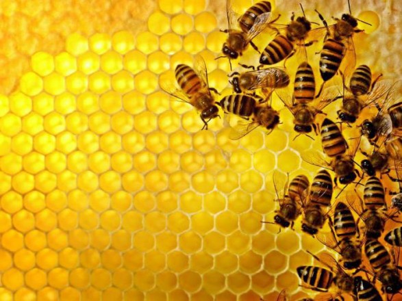 На Волині представники влади та пасічники обговорили питання безпеки та захисту бджолосімей області