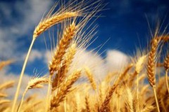 Що буде з українським врожаєм зернових у 2020 році?