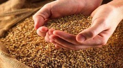 Напередодні звіту USDA в США знизились ціни на зернові