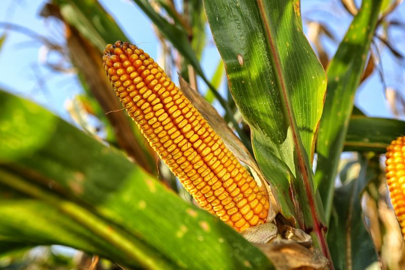 ТОП-10 країн з вирощування кукурудзи в 2019 році