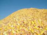 USDA підвищило прогноз виробництва кукурудзи в Україні