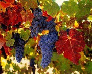 Південь України відмовляється від виноградарства