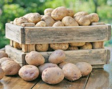 Дефіцит картоплесховищ впливає на ціну української картоплі