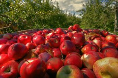 Україна увійшла до трійки світових лідерів з виробництва яблук та черешні