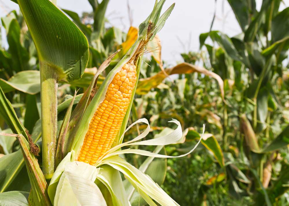 Встановлено новий світовий рекорд з урожайності кукурудзи