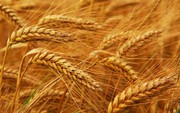 В Україні жито за рік піднялося в ціні на 50%