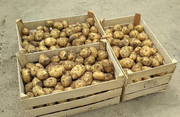 Картопля в Україні подешевшала в 1,5 рази