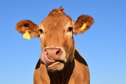 Забій сільськогосподарських тварин збільшився майже на 5%