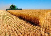 У 2020 році аграрії можуть зібрати менше врожаю зернових і олійних, – УЗА