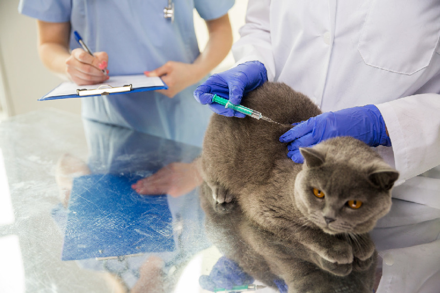 Минулого року у Чернігові державні ветлікарі вакцинували проти сказу понад 3000 тварин