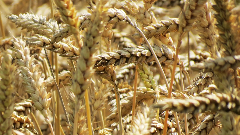 Виробництво пшениці в Австралії в наступному сезоні може перевищити 20 млн тонн