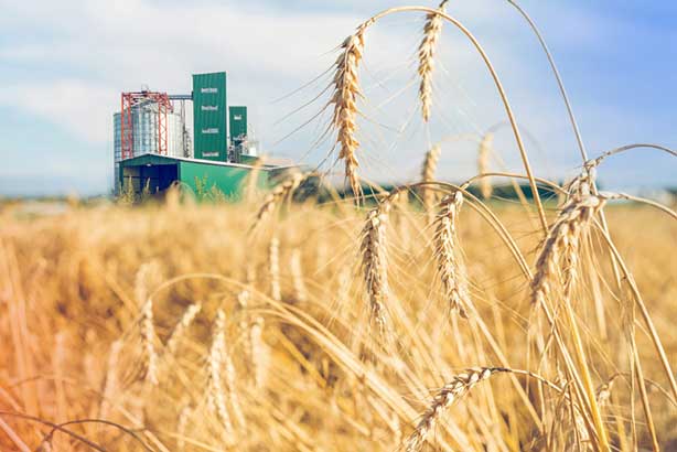 Надлишок кукурудзи та дефіцит пшениці – що прогнозують аналітики FAO та ICG