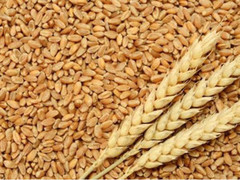 Поточного сезону Єгипет істотно збільшив імпорт української пшениці