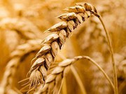 В Україні зростає ціна на продовольчу пшеницю