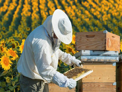 Як бджоляру в Україні безкоштовно зареєструвати пасіку
