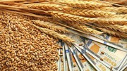 Експортні котирування на чорноморську пшеницю різко зросли до місячного максимуму