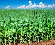 Половину посівів зернових на Рівненщині цього року становитиме кукурудза