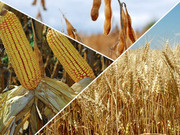 IGC: рекордні прогнози щодо зернових на противагу невизначеності у майбутньому через епідемію COVID-19
