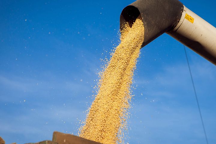 Марокко скасувало імпортне мито на пшеницю, нут і сочевицю