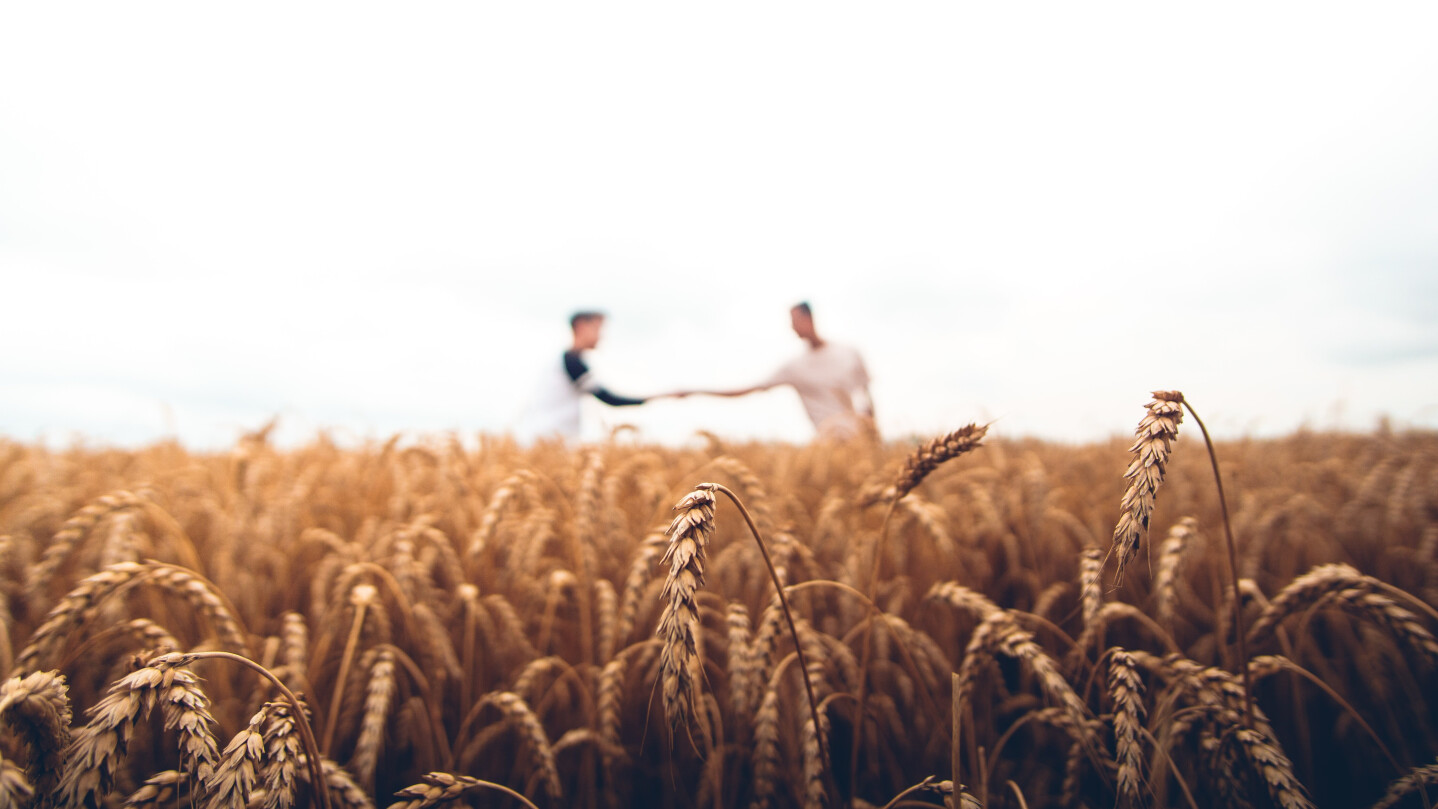 УЗА підтримує виконання Меморандуму щодо обсягів експорту пшениці на рівні 20,2 млн т
