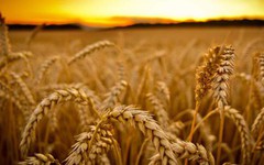 Уряд обмежить експорт пшениці до 20,2 млн т
