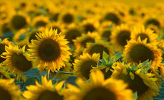 Україна виробила рекордний за свою історію обсяг насіння соняшнику