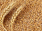 Закупівельні ціни на пшеницю виросли до максимуму поточного сезону