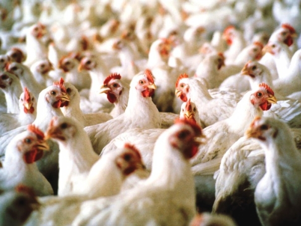 На Кіровоградщині зафіксовано недотримання вимог із профілактики захворювання птиці на грип