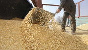 Логістика експорту української кукурудзи зміниться