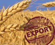 Динаміка експорту пшениці знаходиться в межах «безпечного» коридору, узгодженого з меморандумом
