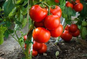 На ринках з’явилися перші вітчизняні томати і капуста