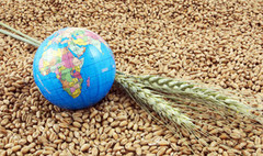 Валовий експорт зерна перевищив 47 млн тонн