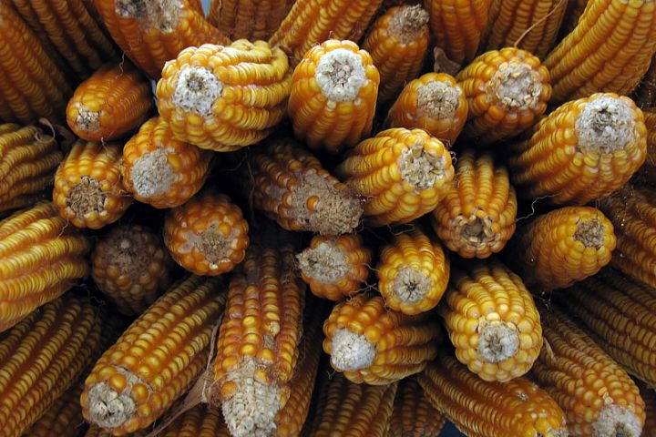Аналітики USDA підвищили прогноз кінцевих запасів кукурудзи і пшениці в США