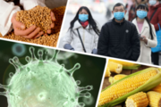 USDA: пандемія продовжує негативно впливати на світове споживання та торгівлю зерновими