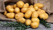 Українські вчені зібрали перший урожай картоплі на роботизованій фермі