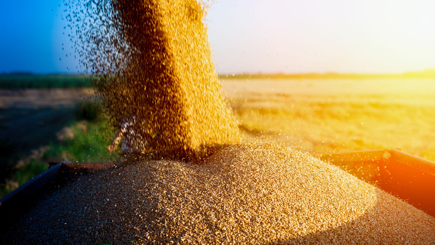 Аграрний фонд збільшує обсяги закупівлі зерна нового врожаю