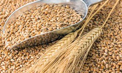 Аграрний фонд збільшує закупівлю зерна: для продовольчої безпеки