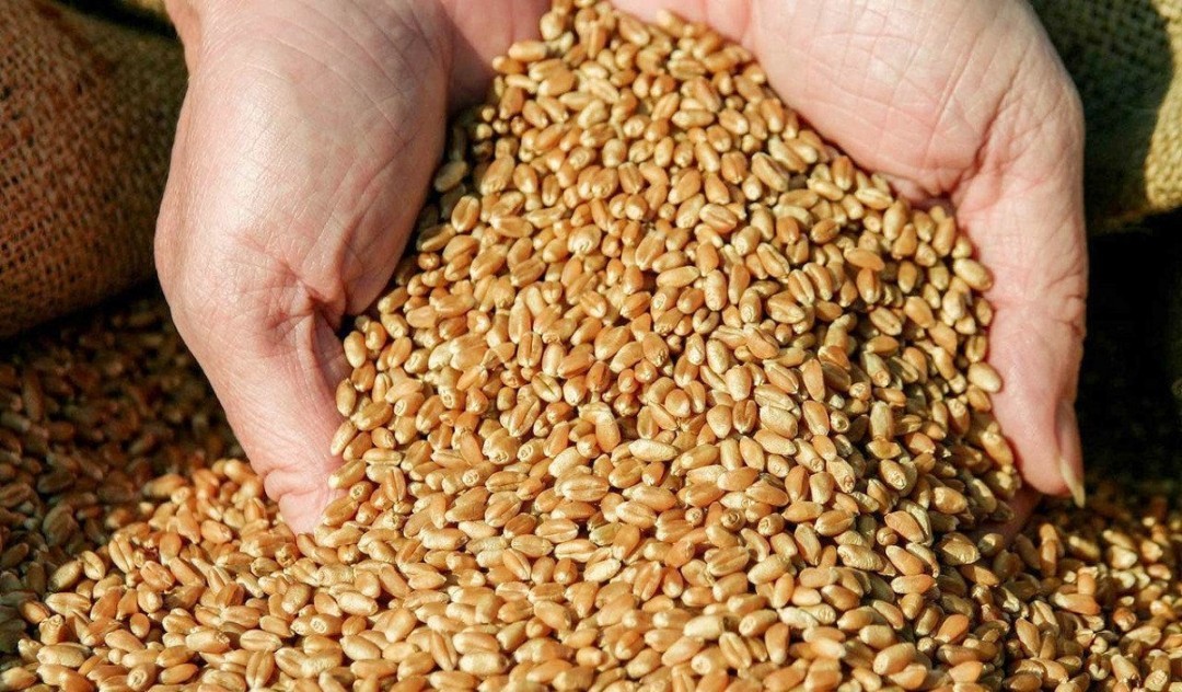 В Україні трейдери зменшили плани з експорту пшениці та кукурудзи