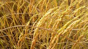 Україна вперше експортувала насіння високопродуктивного рису