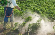 В Україні інсектицидами на основі хлорпирифосу і хлорпирифос-метилу обробляється 35-45% посівів: ЄС проти