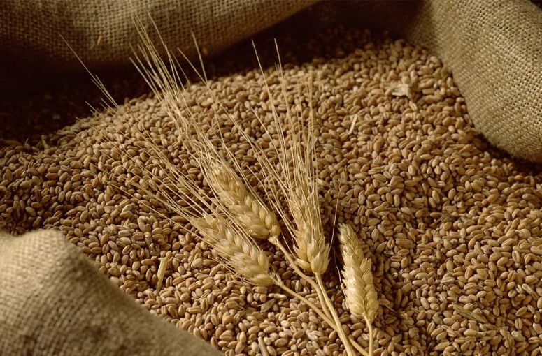 Румунія відновила експорт пшениці та інших продуктів харчування