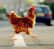 Заборону на імпорт української курятини ще не зняли чотири країни