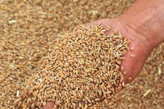 Валовий експорт зерна майже досяг 49 млн тонн