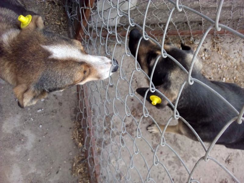 На Кіровоградщині ветеринари в рамках міської програми стерилізують безпритульних тварин