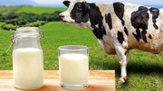 Висхідний рух цін на молоко на світовому ринку очікують наступного року