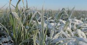 На Херсонщині через весняні заморозки очікують втрату до 50% озимих