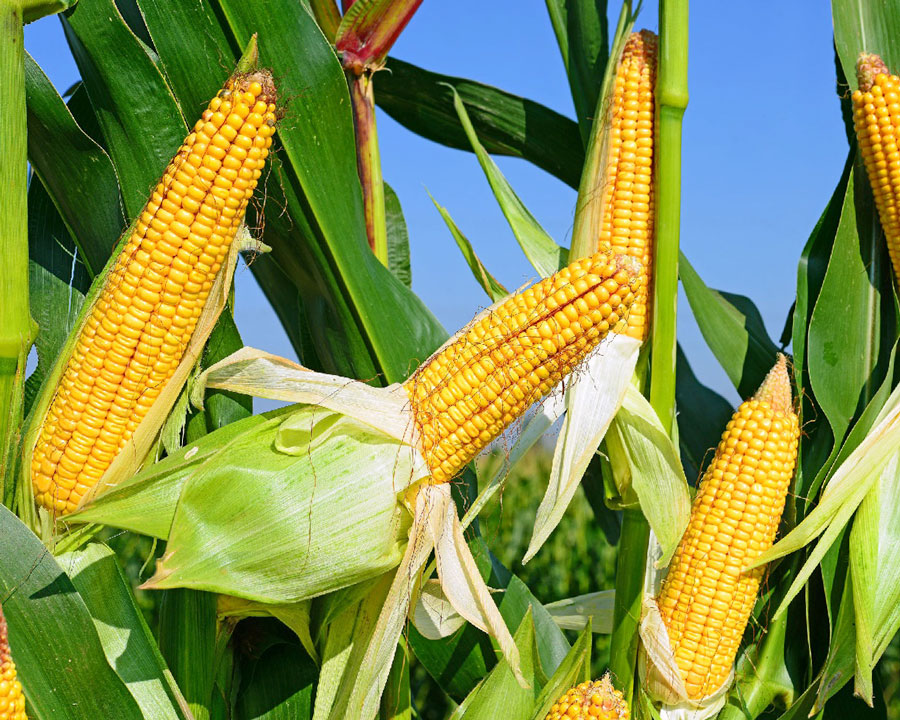 УЗА: немає передумов для обмеження експорту кукурудзи і підписання додатку до Меморандуму