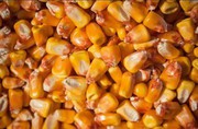 На Рівненщині завершується посів кукурудзи